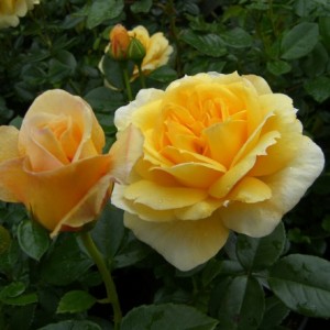 TOGMEISTER (floribunda)